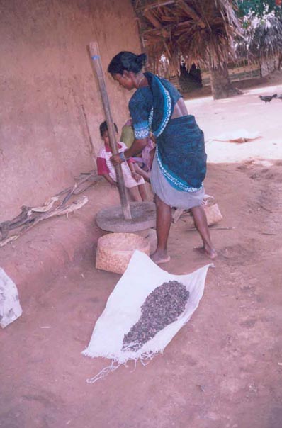 Manually crushing neem seeds into a powder