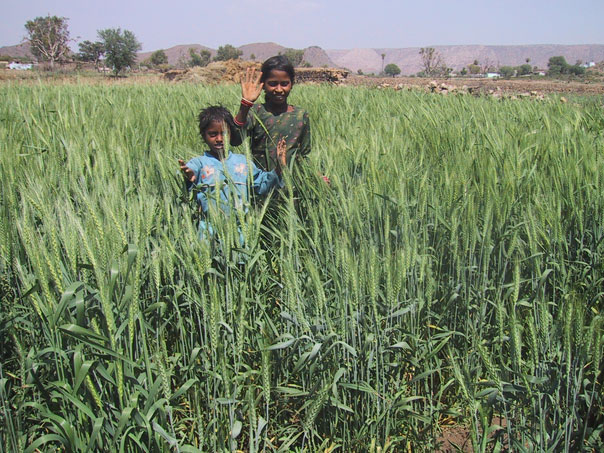 Irrigated wheat field during the dry season