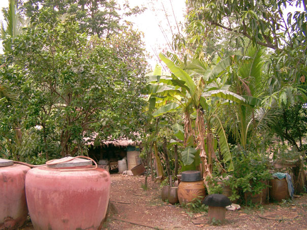Kitchen garden at Ajaan Thanawms home