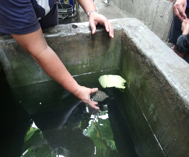 A baby turtle (Trachemys scripta) in a cement tank with cabbage provided as food. The turtles are family pets that live for years. They can be moved from one water storage container to another as needed. 