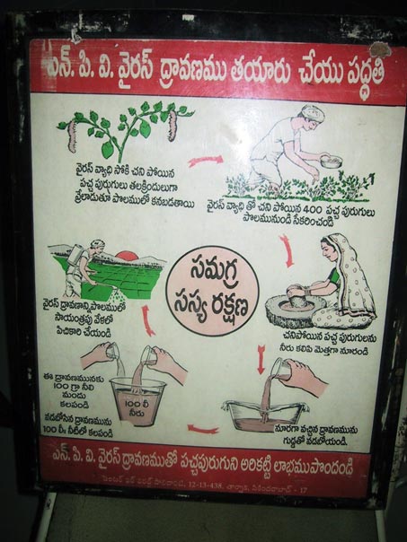 Poster showing how to prepare and apply bollworm virus solution