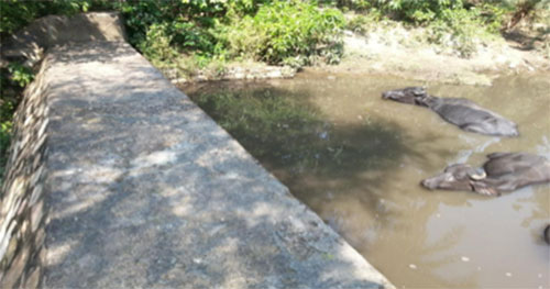 A concrete check dam built by KRAPAVIS at Adaval oran. This check dam stores water which acts as a lifeline for livestock and wildlife.