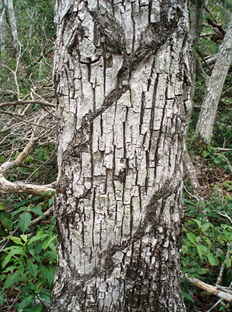 Chicozapote tree with scars from the chicle gum harvest
