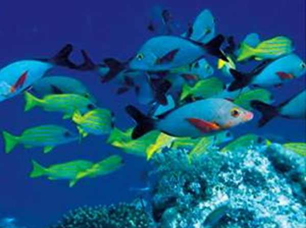 Fish on Apo Island's coral reef