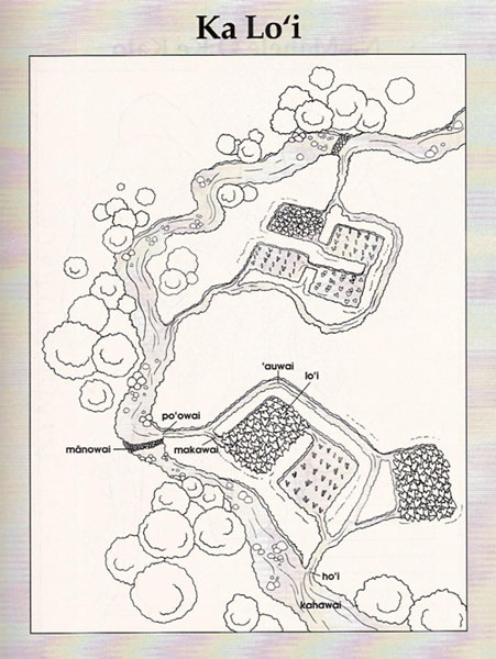 Typical taro patch system