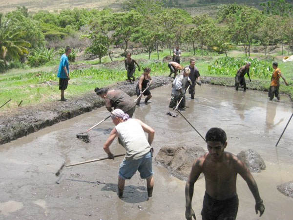 Students working in the lo'i at Ka'ala Farm