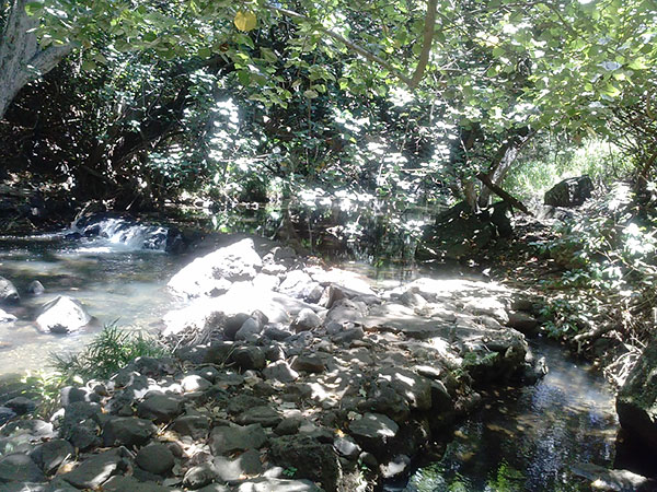 Mānoa Stream and the headwater of Kānewai's canal 