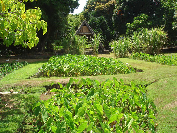 Ka Papa Lo'i o Kānewai