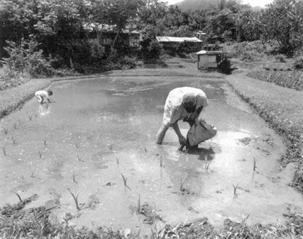 Figure 6. Planting taro in Waiahole