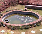 Lotus growing behind Subramanian house.