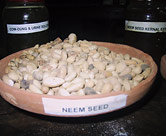 Neem seeds