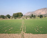 Wheat field in Gopalpura