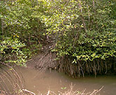 Mangrove root system