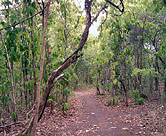 In the community forest