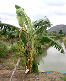 Banana tree