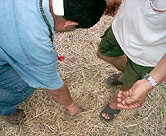 Mulch on the soil