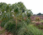 Papaya tree