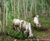 Cows grazing the land