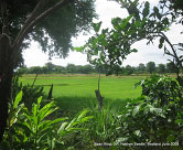 Fenced Rice Fields at Village Leaders Home