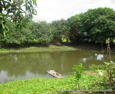 Pond in the middle of rice fields on village leaders property