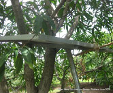 Solar Panels in the Middle of Rice Fields, Next to Pond on Village Leaders Property