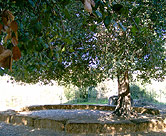 Shady tree in garden.