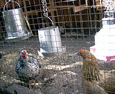 Close-up of chickens