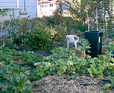 Straw mulch