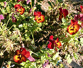 Brightly coloured pansies