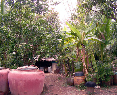 The kitchen garden at Thanawm Chuwaingan’s home. It features a variety of trees and crops for food, medicine, and other uses. The large ceramic pots store rainwater.