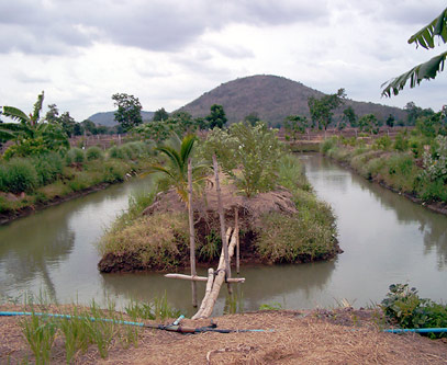 The irrigation pond on Thanawm Chuwaingan’s farm. The pond contains fish for sale and household consumption and is surrounded by papaya and banana trees, which not only provide fruit but also prevent soil erosion.
