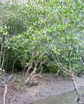Saving Mangroves Thailand
